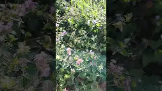 Ястребиная моль - Бражник - Hawk Moth