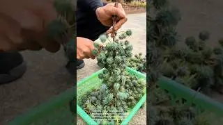 Harvesting and processing castor beans