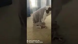 Живое доказательство того, что призраки существуют! #шорты