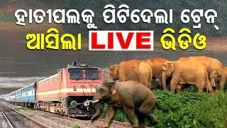 Freight Train Runs Over Elephant Calf in Rourkela