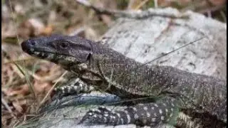 Wonders from Down Under: Lace Monitor/Tree Goanna #goannas