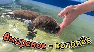 ВЫДРЕНОК - КОТОПЁС