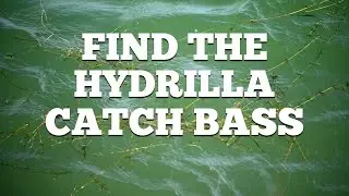 Fish the Hydrilla When Targeting Bass at Lake Amistad
