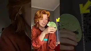 &ldquo;You Won&rsquo;t Believe How Shy This Chameleon Is! 😳🦎&rdquo;