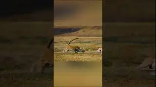 Leopards Hunt Without Being Seen! #wildlife #wildanimals #predatorvspray #leopard #hunting #wild