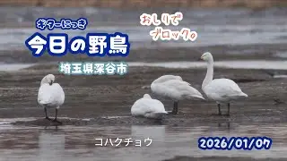 ギター日記　今日の野鳥　・　埼玉県深谷市　2026年1月7日