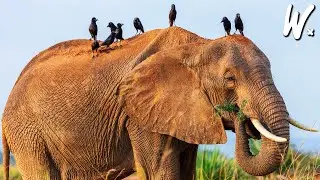 Evolution, Anatomy & Behavior Of Elephants 🐘