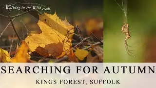 Suffolk Walks: Kings Forest (In search of Autumn)