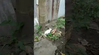 Adopted kitten fall from the tree