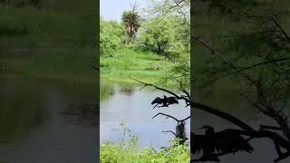 Bharatpur Bird sanctuary|| || Keoladeo National Park || Nature and it's beauty