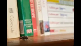 The Hidden Life of Vine Weevils