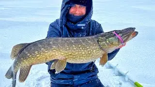 KAIKKIEN AIKOJEN HAUEN V&Auml;SYTYS KIRPUN DELFIN PILKKIVAVALLA | ORKA SMALL FISH 7