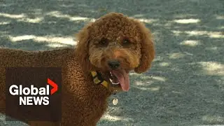 Travelling to the US with your dog? Here&rsquo;s what you need to know