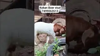 Boer Goat kokan set 3rd Generation male Kokan Boer stud #boergoats #kokan #goatfarm #farm #goat