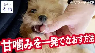 【躾】【チワプー】【甘噛み】「困った」のひとつ、激しい甘噛みを一発でなおす方法がありました