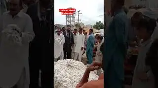 Today cotton price live || lodhran 9985 top rate  #short