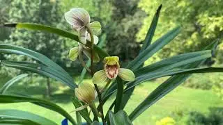 建兰“君荷”欣赏及荷瓣花详细介绍 cymbidium ensifolium Jun He
