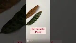 What Does Sunburn Look Like On Houseplant Leaves?