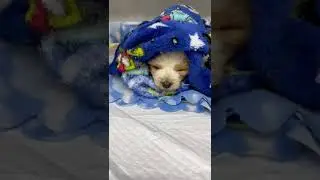 CRITICAL: Days-Old, Tiny Puppy Suffers Horrific Back Injury, Exposing His Spine