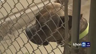 Hawaiian Humane Society says regulations for pet service industry overdue
