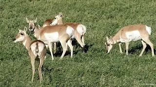 Colorado Wildlife - In A Colorado Minute (Week 351)