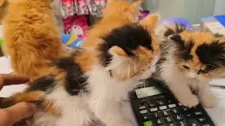 Best Quality Persian Kitten In Indore Madhya Pradesh at Mufeed Cat's Indore 