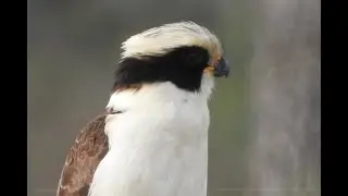 Guaicur&uacute; (Herpetotheres cachinnans)