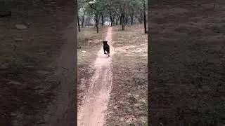 ROTTWEILER TRAINING FIRST DAY#pitbull #viral #rottweiler #rottweilerdog