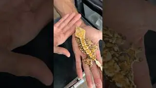 How to handle your Crested Gecko so it DOESNT drop its Tail! #crestedgecko