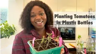 Using Recyclable Plastic Bottles to Transplant Tomato Seedlings 🌱🍅// TheSwissGardenVlog