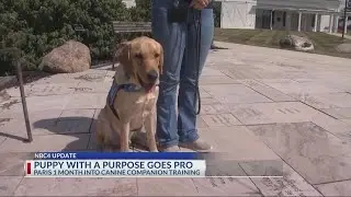 Catching up with Paris, NBC4&rsquo;s Puppy with a Purpose, one month into professional training