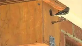 Nesting Box - Pardalotes
