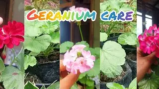 How to grow n care geranium flower plant at home 🏠🌼#garden #viralvideo #flowerlover please support 🙏