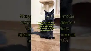 Привет❤️🐈&zwj;⬛ #cat #mistimeow #юмор #meowmemes #кот #привет #мяу #catfunny
