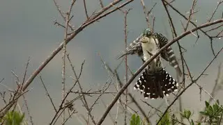 5 different courtship behaviours of birds (Part 1)