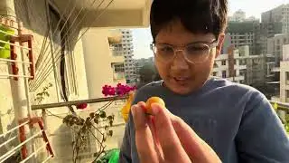 Balcony garden 🪴 tinny tomato 🍅 harvest @theraifamily6652 @kidozonewithaaradhy1305 