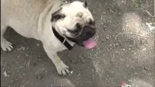 frastu singh - vicky donor inspires frastu dog ghasitaram - teaser