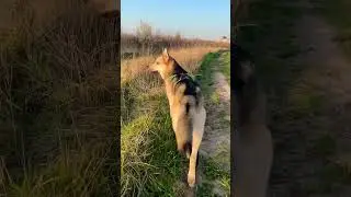 Ох цей же хвіст&hellip; 😘 Джаз на прогулянці #пес #dog #dogshorts #джаз #собака #imaginedragons