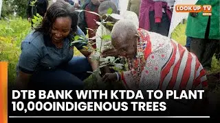 DTB bank with KTDA to plant 10,000 indigenous trees, Kapkamo catchment area within Cherang&rsquo;any Hills