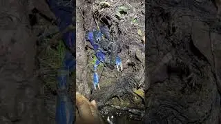 Nemu indukan sicapit biru lagi gendong anak 😱 #shorts #viral #fishing