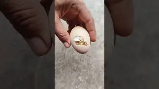 Operated Egg to save Stuck baby chick 🐣🐥🐣🐥