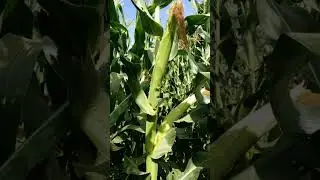 start farming today and enjoy farm benefits #empowerfarmers