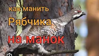 как манить рябчиков на манок