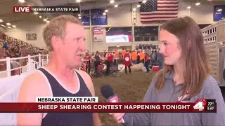 Sheep shearing contest at the Nebraska State Fair