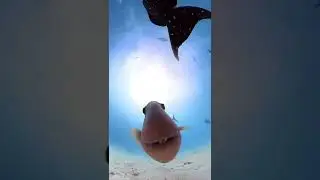 Crazy fish - kissing camera #shorts