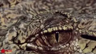 Animals Hunting Fail