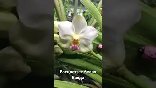 Расцветает белая Ванда 14.10.25