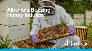 Alberta's Buzzing Honey Industry