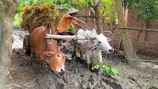 OMG! Bullock Cart Stuck Mud Hole | Bullock Cart Heavy Load Stuck Muddy Road | Cow Cart Stuck Mud