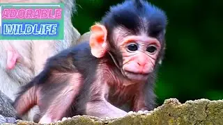 Real Nature with Very Adorable Wildlife Baby Monkey Moments 2026